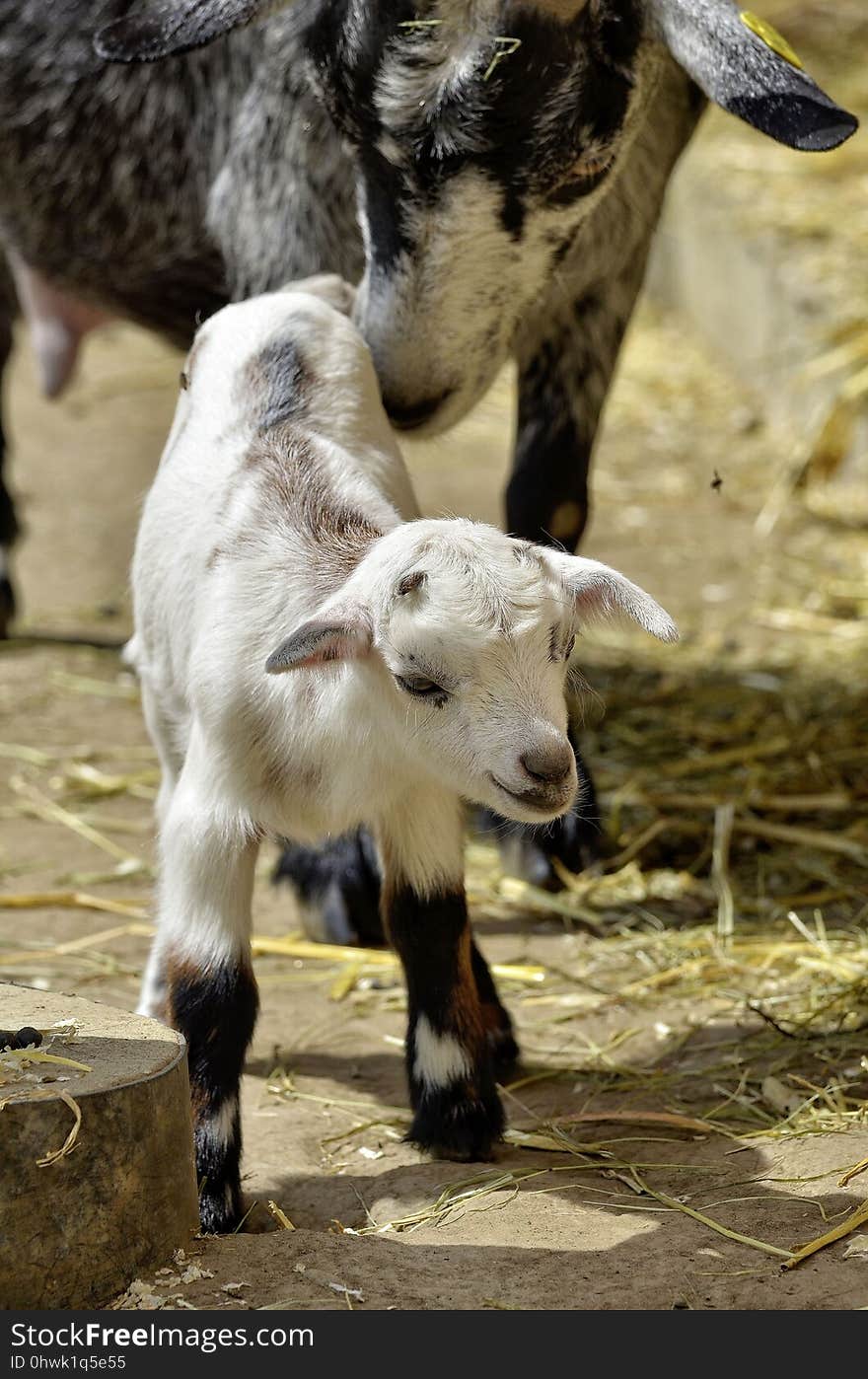 Goats, Goat, Fauna, Cow Goat Family