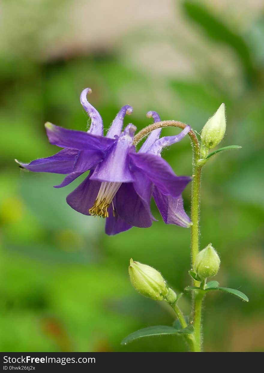 Flower, Flora, Plant, Bellflower Family