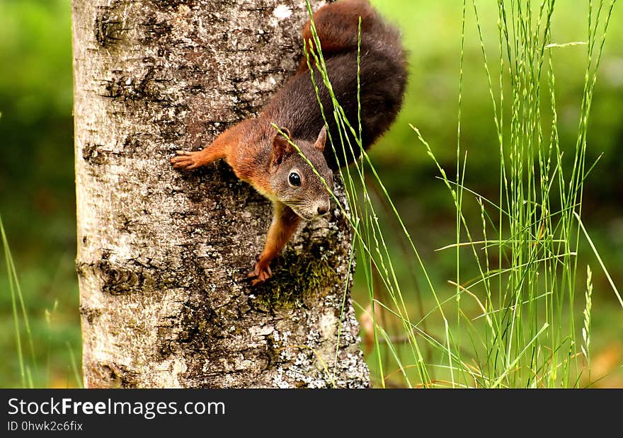 Fauna, Mammal, Wildlife, Grass