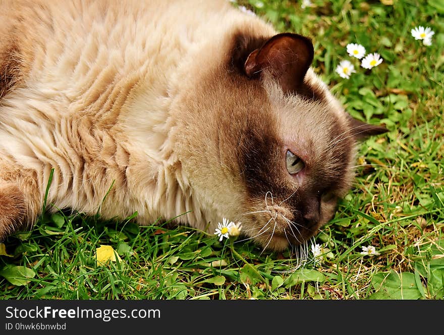 Whiskers, Fauna, Cat, Grass