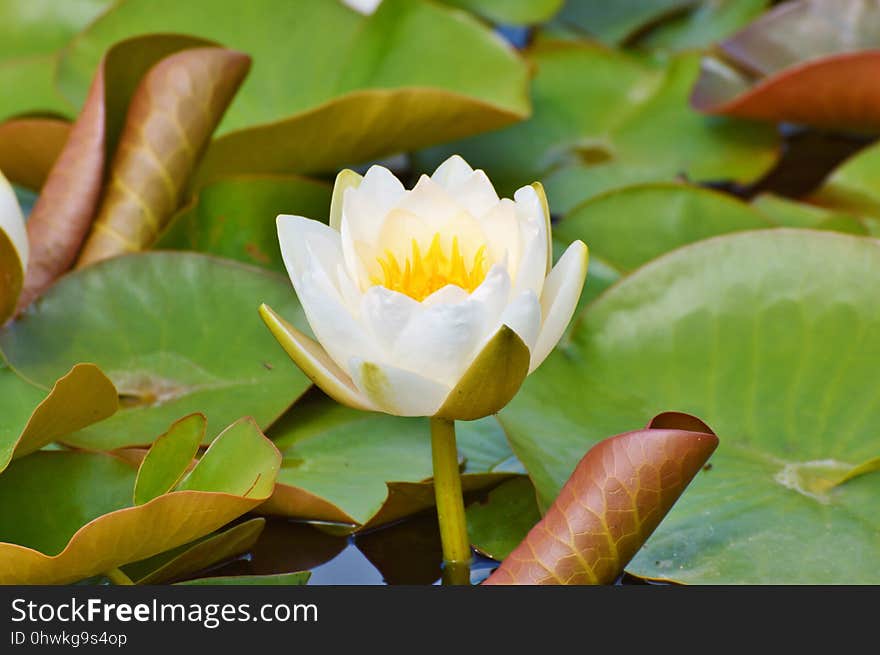 Flower, Plant, Flora, Aquatic Plant