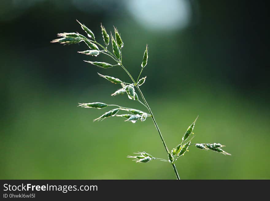 Water, Grass, Leaf, Close Up