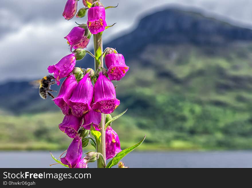 Flower, Pink, Flora, Purple