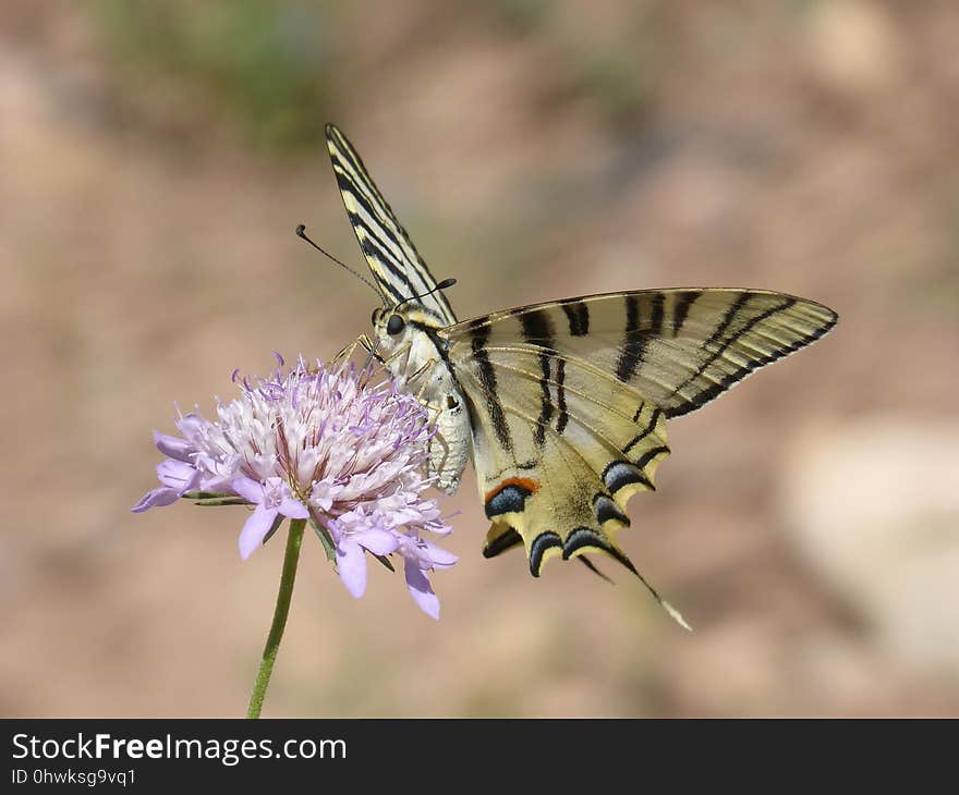 Butterfly, Insect, Moths And Butterflies, Lycaenid