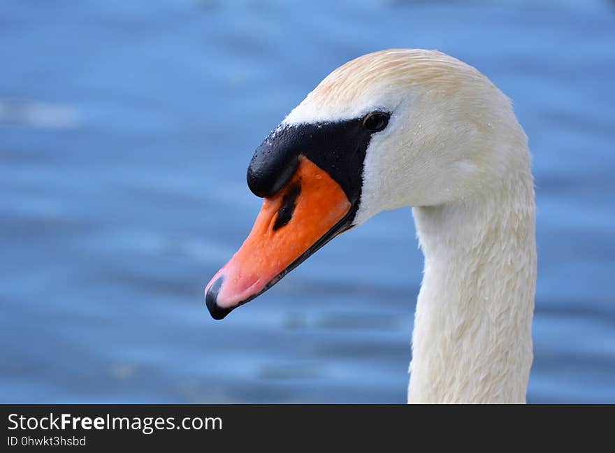 Bird, Swan, Beak, Water Bird