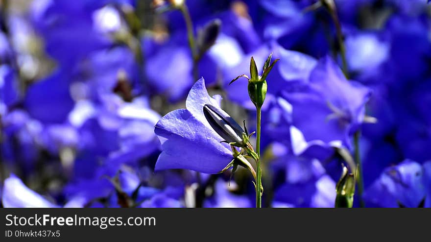 Flower, Blue, Flora, Purple