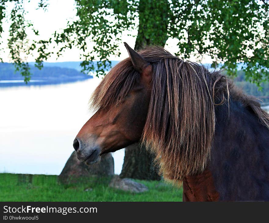 Horse, Bridle, Mane, Pasture