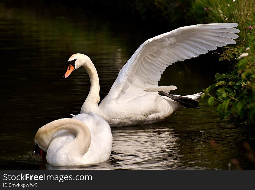 Swan, Water Bird, Bird, Ducks Geese And Swans