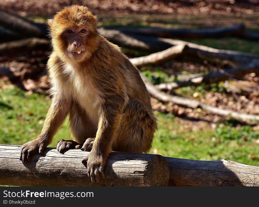 Macaque, Fauna, Mammal, Primate