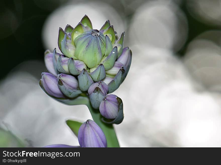 Flower, Plant, Purple, Flora