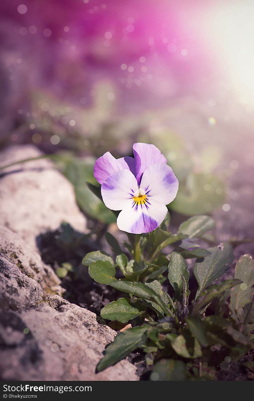 Flower, Flora, Purple, Plant