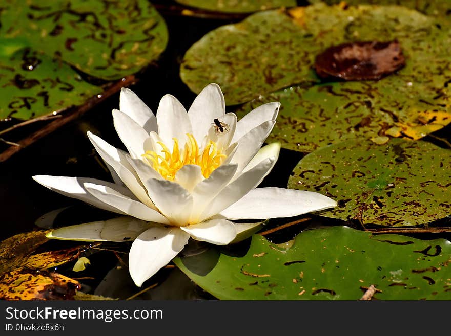 Flower, Flora, Water, Plant