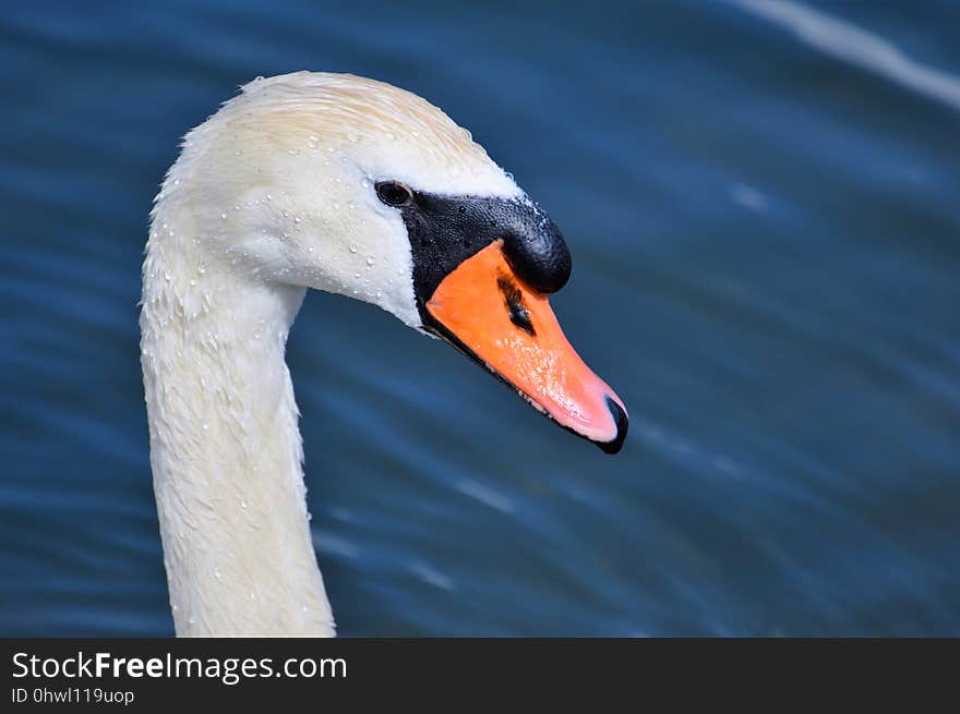 Swan, Beak, Bird, Water Bird