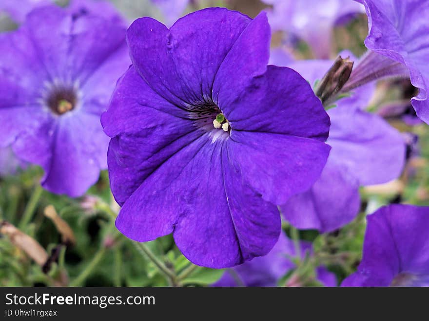 Flower, Blue, Purple, Flora