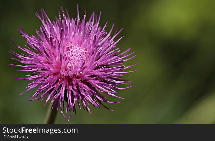 Silybum, Thistle, Flower, Purple