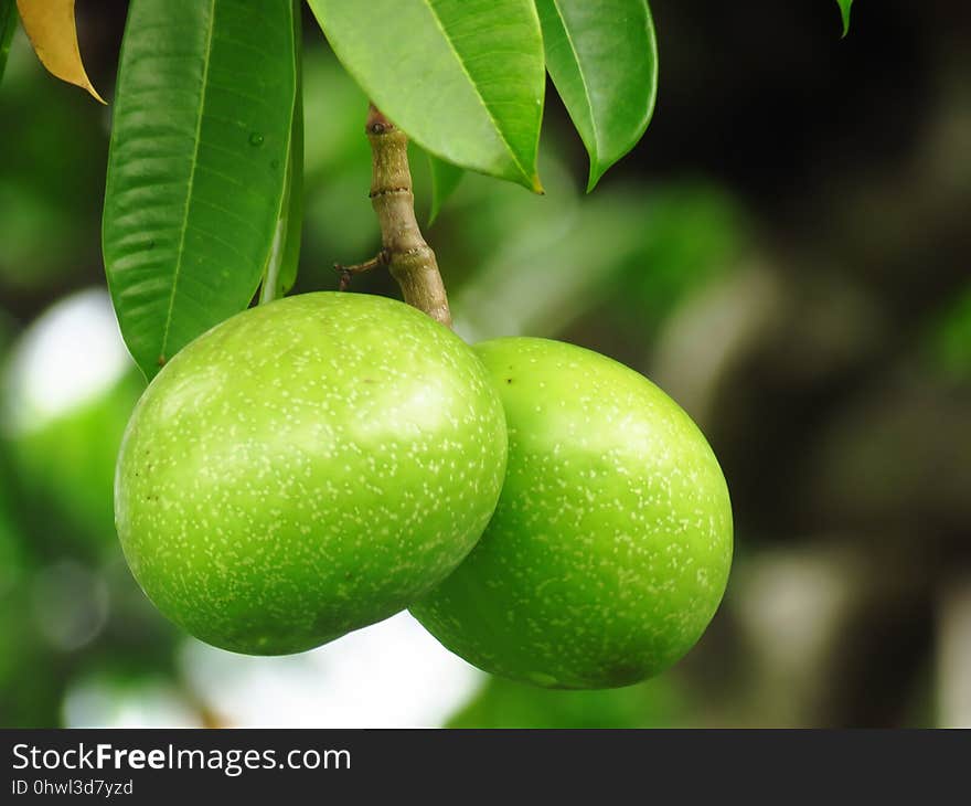 Fruit, Fruit Tree, Key Lime, Citrus