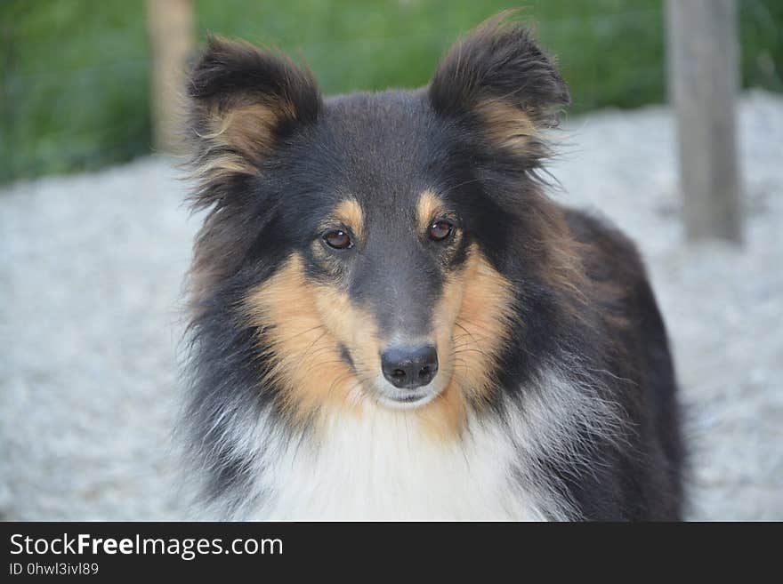 Dog, Dog Breed, Dog Like Mammal, Scotch Collie