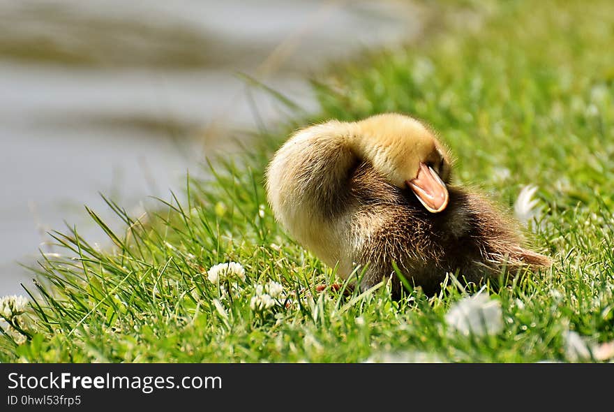 Bird, Fauna, Duck, Beak