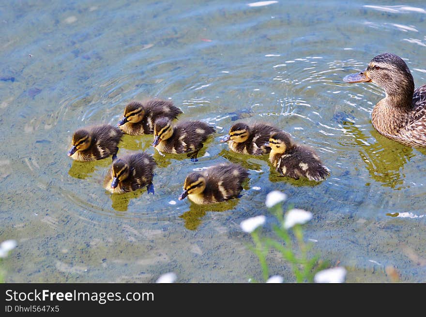 Duck, Bird, Fauna, Ducks Geese And Swans