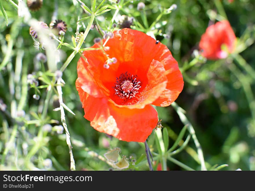 Flower, Wildflower, Coquelicot, Poppy