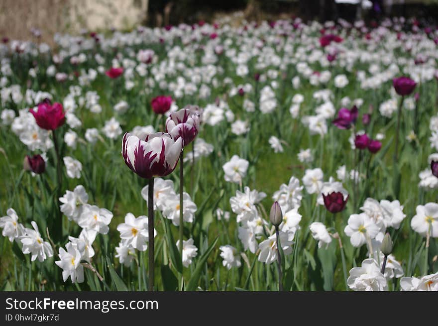 Flower, Plant, Flowering Plant, Tulip