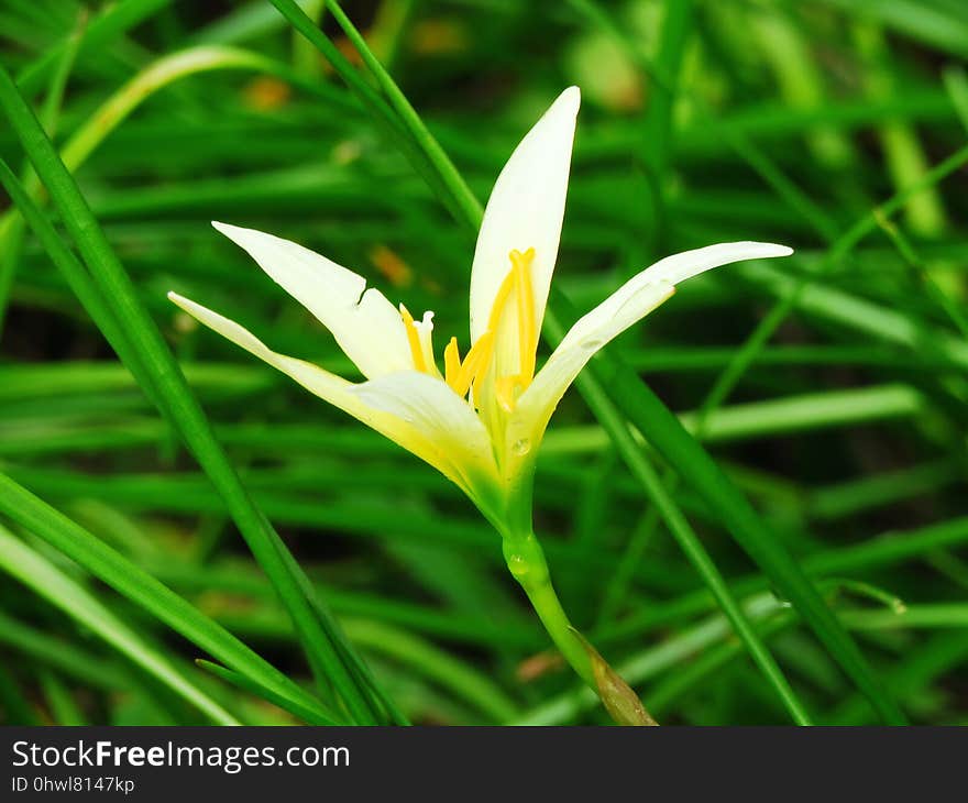 Flower, Flora, Plant, Crocus