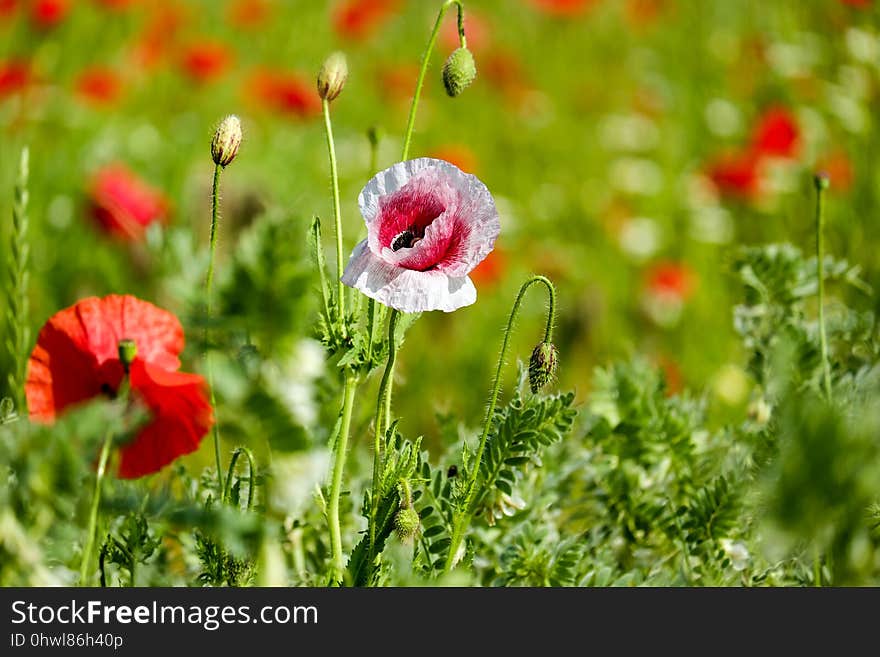 Flower, Poppy, Meadow, Field