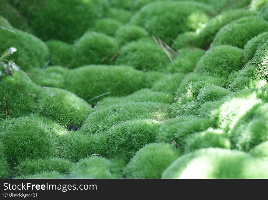 Plant, Green, Vegetation, Grass