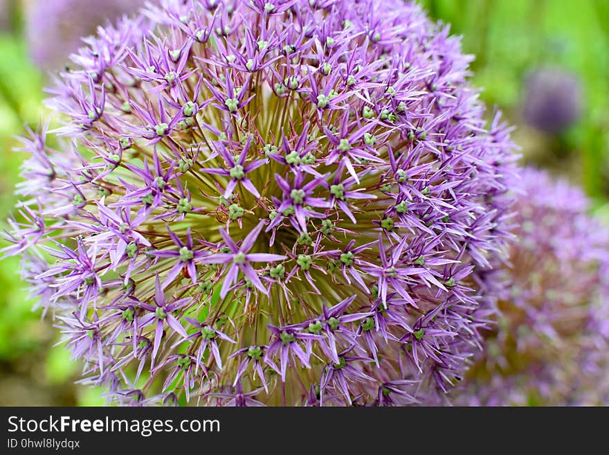 Flower, Plant, Purple, Flora