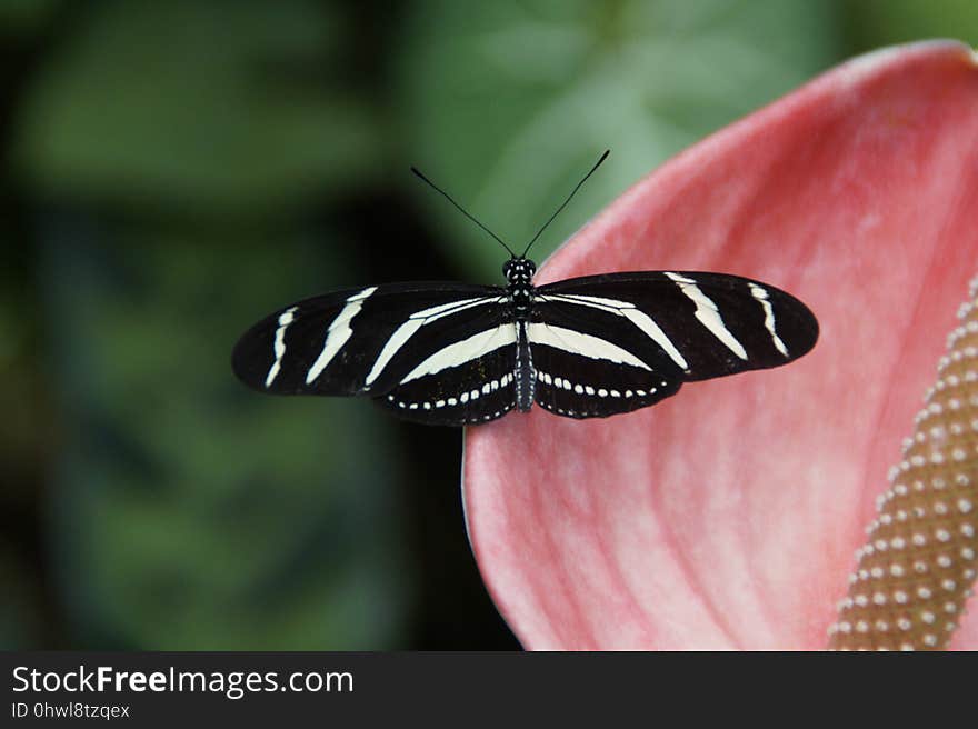 Butterfly, Moths And Butterflies, Insect, Invertebrate