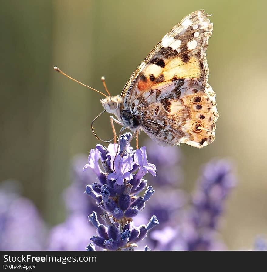 Butterfly, Insect, Moths And Butterflies, Brush Footed Butterfly