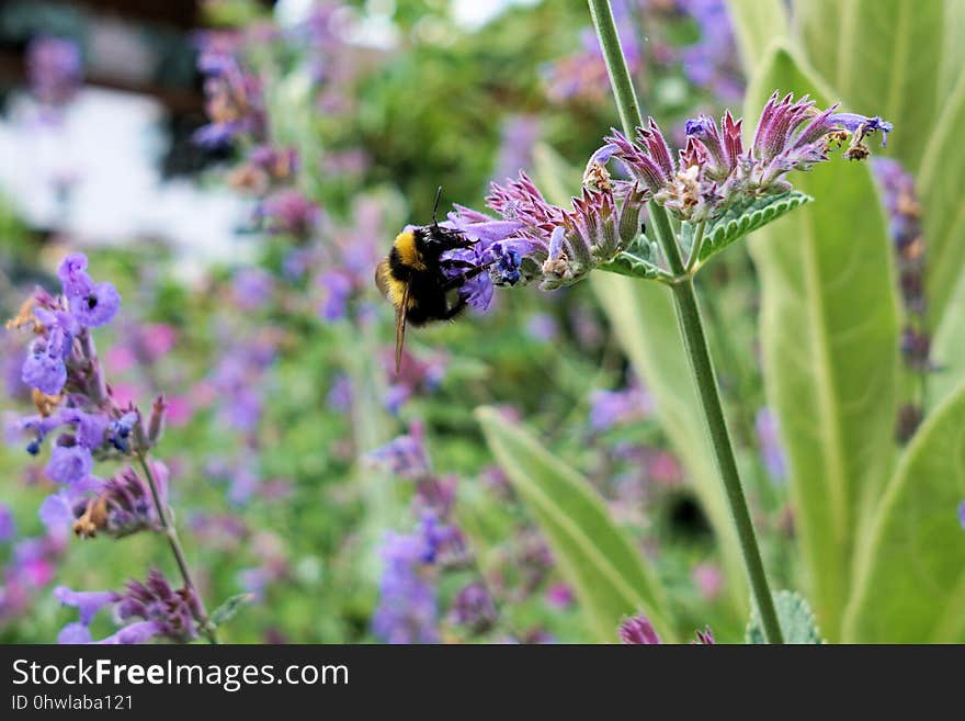 Flower, Bee, Honey Bee, Purple