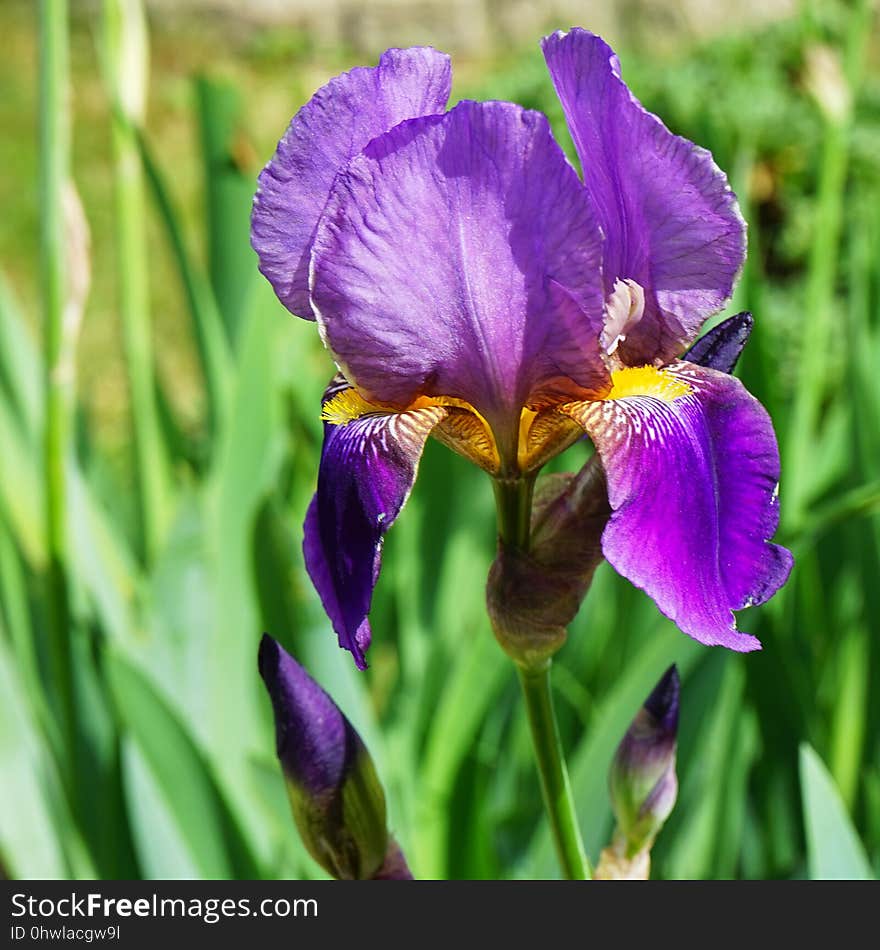 Flower, Flowering Plant, Plant, Purple