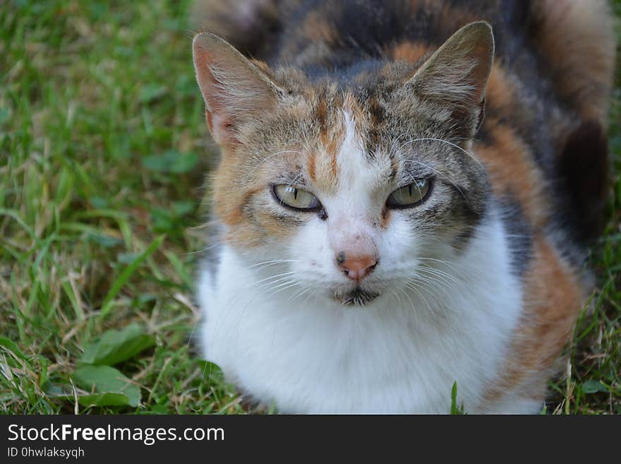 Cat, Fauna, Whiskers, Small To Medium Sized Cats