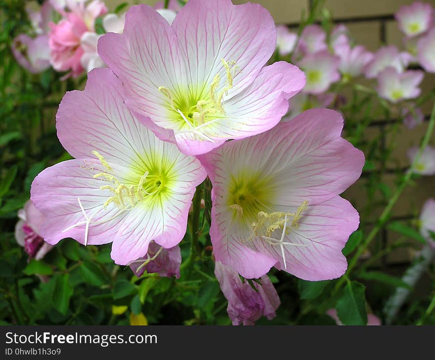 Flower, Plant, Pinkladies, Evening Primrose