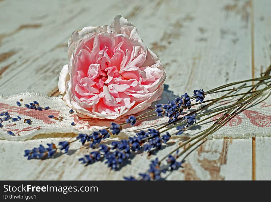 Flower, Petal, Still Life, Cut Flowers