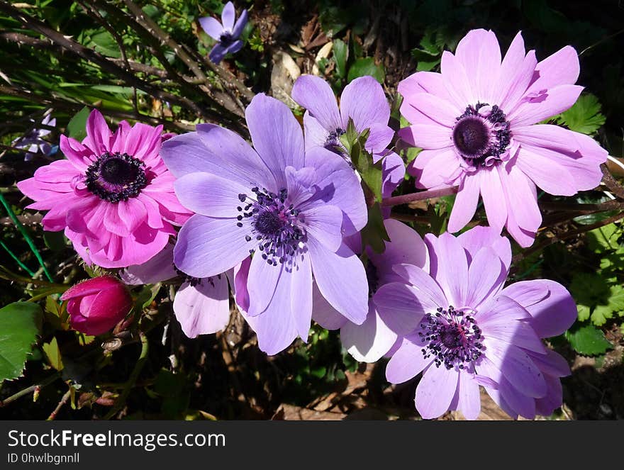 Flower, Plant, Flora, Flowering Plant