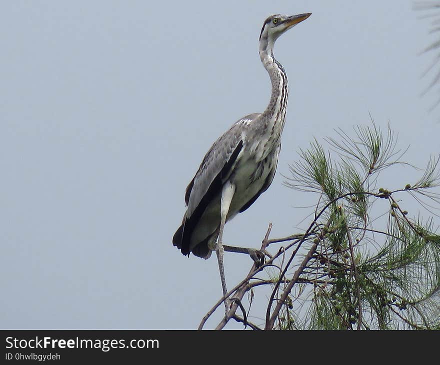 Bird, Fauna, Beak, Heron