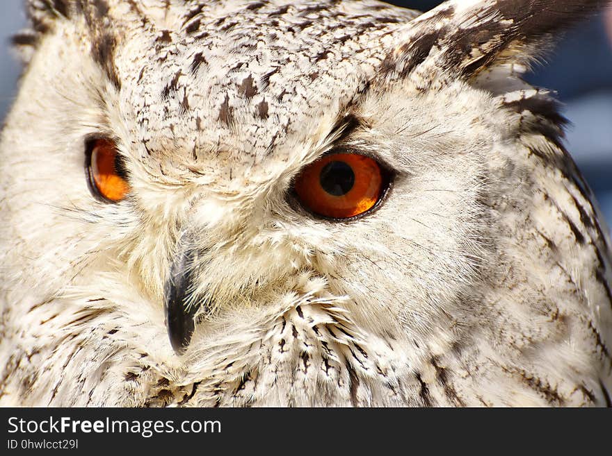 Owl, Beak, Bird Of Prey, Fauna