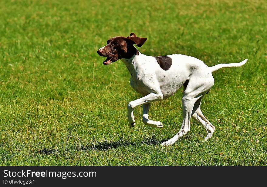 Dog Breed, Old Danish Pointer, Pointer, Grass