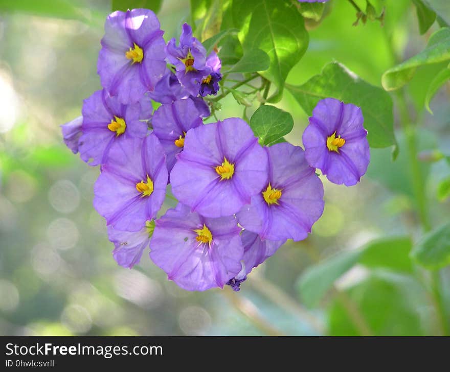 Flower, Flora, Flowering Plant, Plant