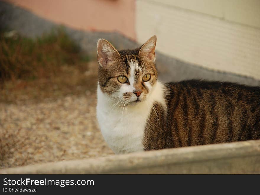 Cat, Fauna, Whiskers, Small To Medium Sized Cats