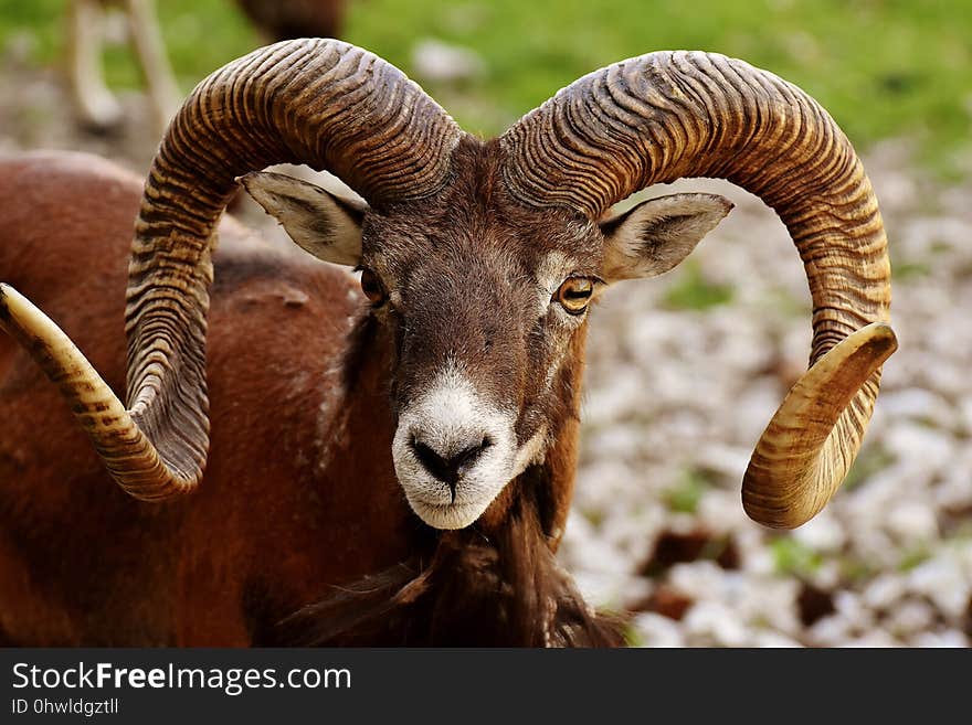 Horn, Argali, Fauna, Terrestrial Animal