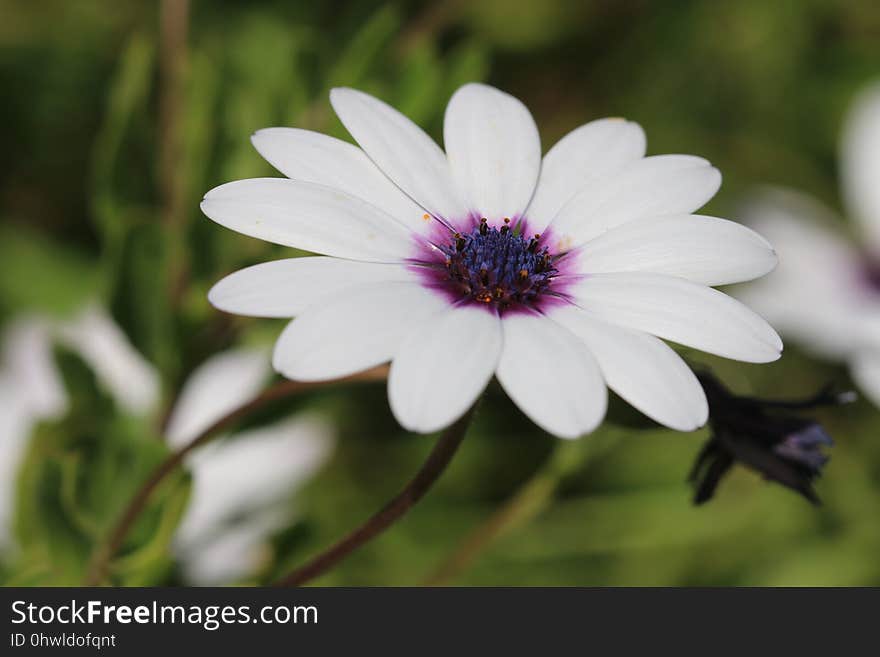 Flower, Flora, Plant, Purple