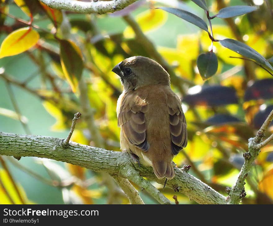 Bird, Fauna, Beak, Leaf