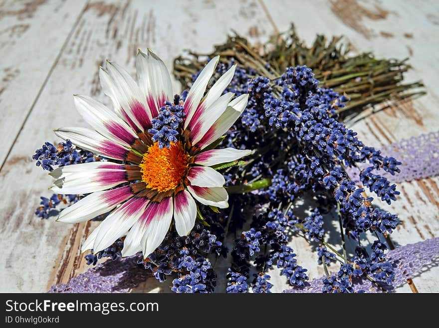 Flower, Purple, Flora, Plant