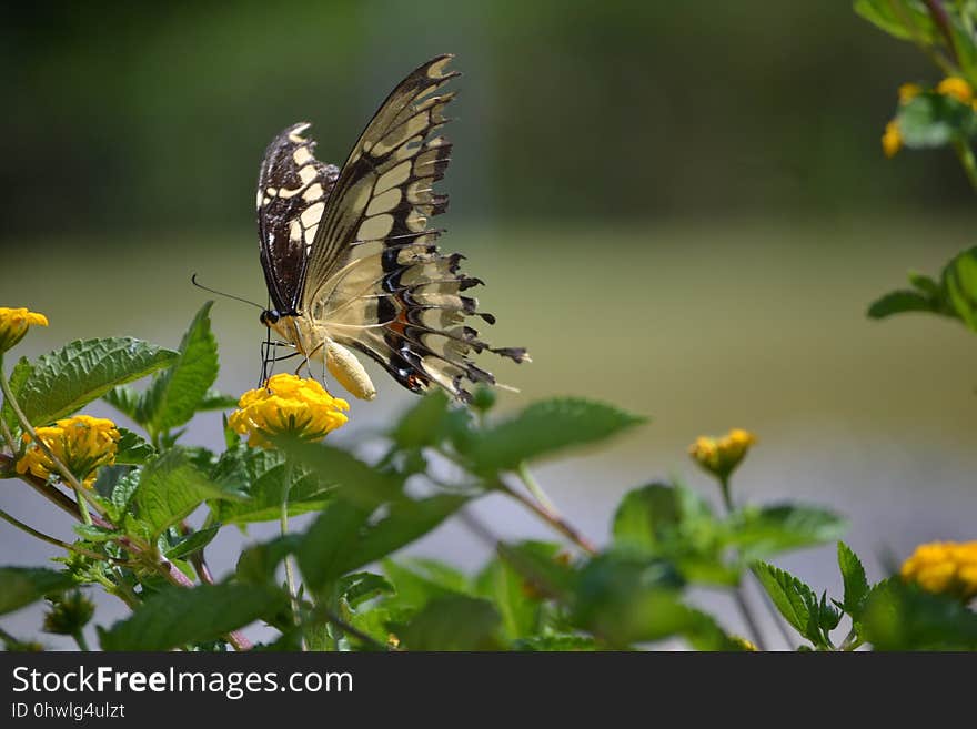 Butterfly, Insect, Moths And Butterflies, Nectar