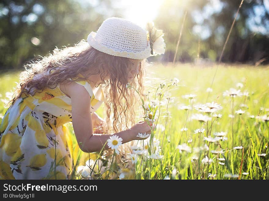 Yellow, Nature, Grass, Field