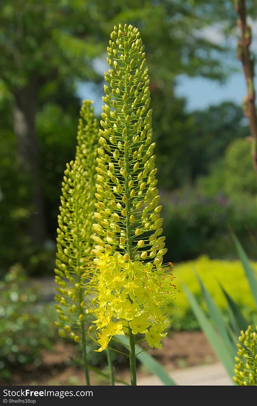 Foxtail Lily, Plant, Torch Lily, Flower