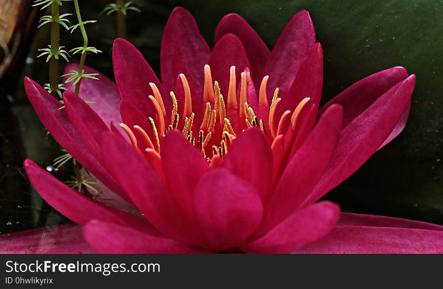 Flower, Pink, Flora, Plant